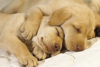 Hd Wallpapers Dogs (10)