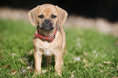 Puggle Dog Hd Wallpapers Dogs Hd Wallpapers For All   PetPictures