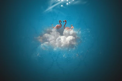 Heaven Of Flamingo Windows 7 Abstract Desktop Wallpapers