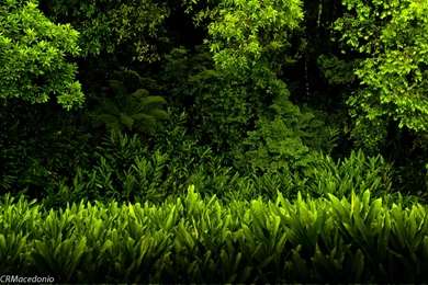 Customize.org   Download Themes, Skins, Wallpapers And Icons For ...