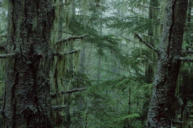 Lush Green Wallpapers >> Backgrounds With Quality HD