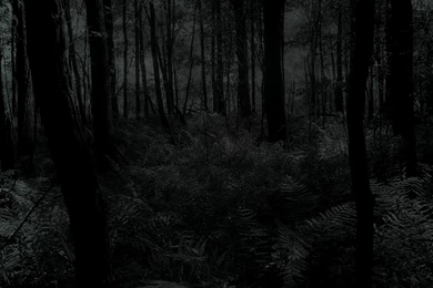 Dark Jungle Wallpapers Wallpapers