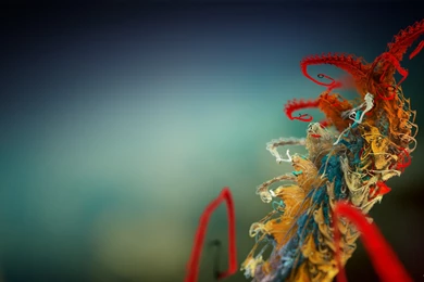 Widescreen Wallpapers