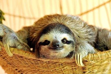 Similar Image Search For Post: Buttercup The Sloth Wallpapers ...