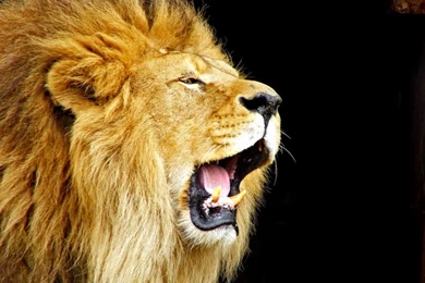 Lion Roar Wallpapers Hd