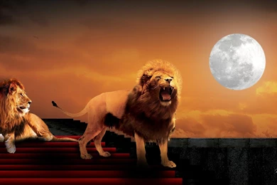 Lions At Sunset >> HD Wallpaper, Get It Now!