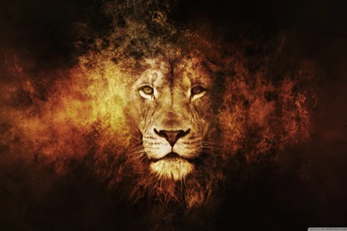 Roaring Lion Hd Wallpapers Wallpapers
