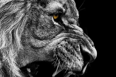 Roaring Lion Hd Wallpapers Wallpapers