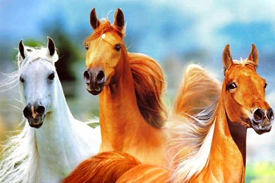 Horses: Arabians Beautiful Horses Running Wallpapers Pictures HD ...