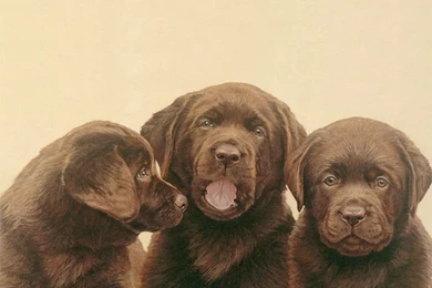 Lang Desktop Wallpapers