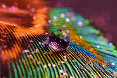 Download Colorful Feather HD Wallpapers For A6000   HDwallpapers.net