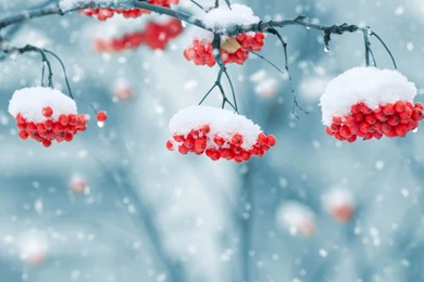 Winter Backgrounds Rowan Berry Under The Snow Photo