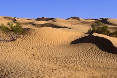 Desert Biome Climate