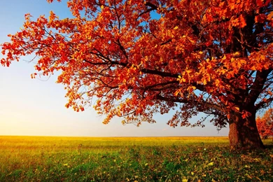 Nature Wallpapers HD For Desktop Free Download   Autumn Tree