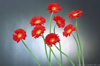 Small Chrysanthemum － Flower Wallpapers   Free Download ...