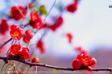 Flowers Wallpapers, Photos & Images In HD