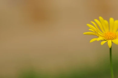 Small Flowers － Flower Wallpapers   Free Download Wallpapers ...