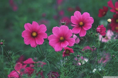 Download Small Pink Flowers 2 Wallpapers 1920x1080