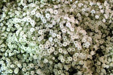 Wallpapers Small Flowers Tiny White 318873.6 1024x768