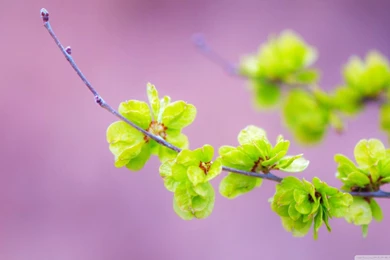 Small Green Flowers HD Desktop Wallpapers : High Definition ...