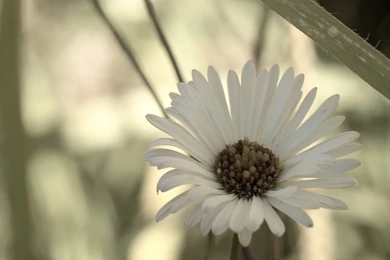 Small Flowers － Flower Wallpapers   Free Download Wallpapers ...