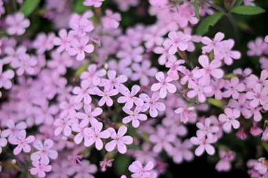 Wallpapers Small Flowers Purple 268697.6 1280x800