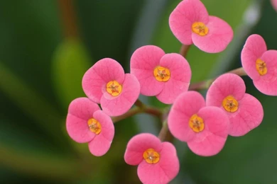 Blossoms Small Flowers Hd Wallpapers   (