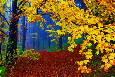 BEAUTIFUL AUTUMN FOREST WALLPAPER   (