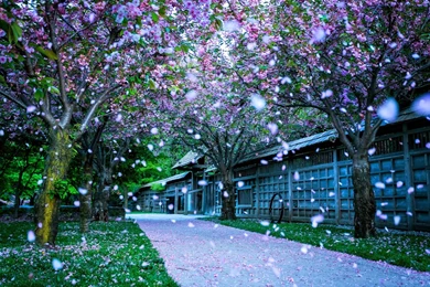 Snow Beautiful Snow Fall Wallpapers – Widescreen Wallpapers