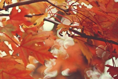 Beautiful Autumn Maple Leaves iPhone 6 Wallpapers