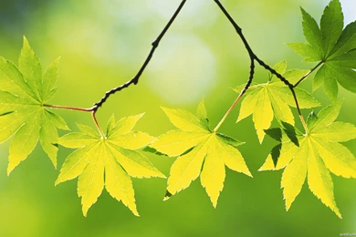 Wallpapers Wide Collection (27+)