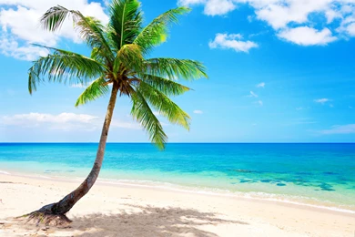 Palm Tree On A Paradise Beach