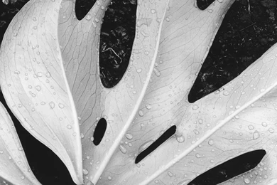 Mac OS X Snow Leopard Leaf Wallpapers Wallpapers   HD Wallpapers 71781