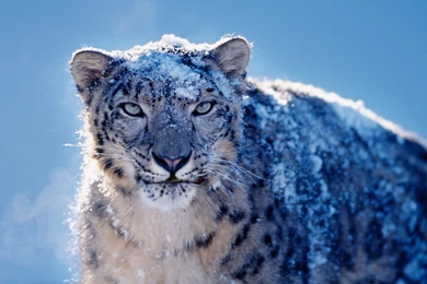 Time Spent With Cats Is Never Wasted