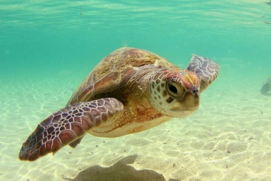 Beautiful Sea Turtle Wallpapers