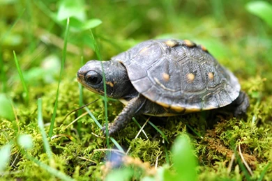 Cute Baby Turtle Wallpapers In HD