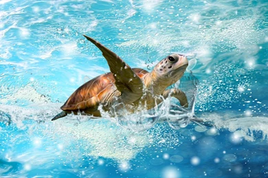 Sea Turtle Wallpapers