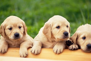 Cute Puppies Wallpapers