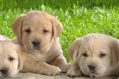 Related To Cute Beagle Puppy Hd Desktop Wallpapers High Definition ...