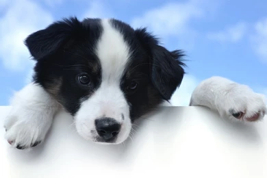 Pictures Of Cute Puppies For Free Wallpapers