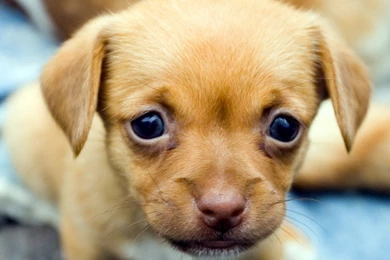 Mountain Lion wallpapers