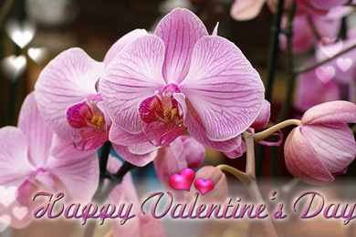 Wallpapers: Valentines Day Desktop Wallpapers