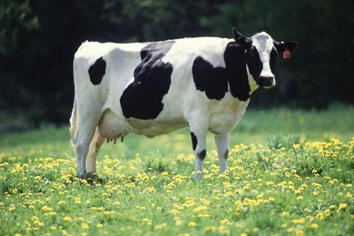 Holstein Cow Wallpapers FREE Android Apps On Google Play