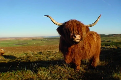 Highland Cow   Free Animals Wallpapers Image With Farm Animals