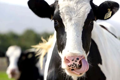 Cows Wallpapers   Domestic Cows Animal Photos