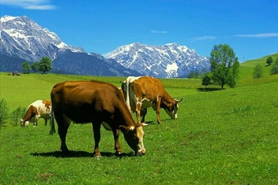 16 Cattle Wallpaper Backgrounds   Desktop Wallpapers