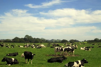 Holstein Cow Wallpapers FREE   Android Apps On Google Play