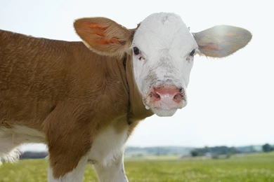 Download Wallpapers 1920x1080 Snout, Cow, Ears, Grass Full HD 1080p ...