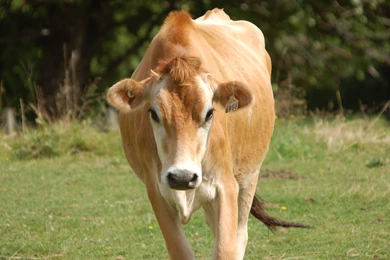 101 Cow HD Wallpapers