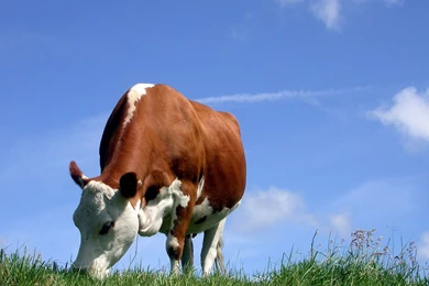 Cute Cow Backgrounds Together With Cow Spot Wallpapers 21711 Hd ...